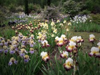 /album/floraison-16-mai-2021/20210516-101823-jpg/
