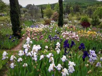 /album/floraison-16-mai-2021/20210516-101939-jpg/
